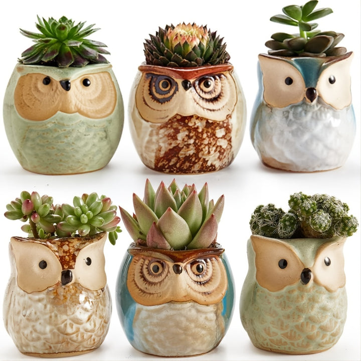 Owlish Companions Succulent Set